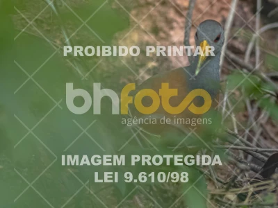 Detalhes da foto #8218162