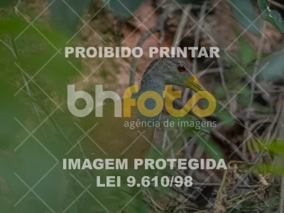 Detalhes da foto #5429606