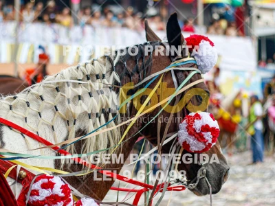 Detalhes da foto #76916