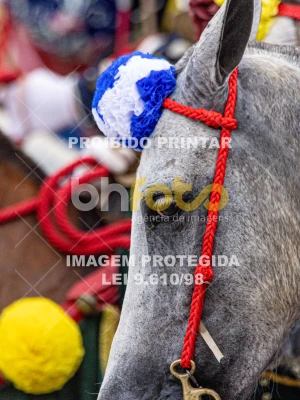 Detalhes da foto #16923